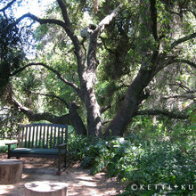 Live Oak