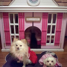dog house