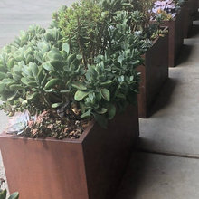 Plants