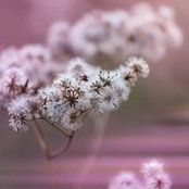 Foto de Nancy Dornbusch
