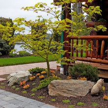 Japanese Maples