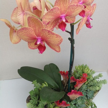 Orchids