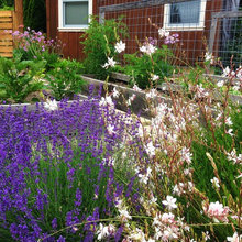 Front Landscaping
