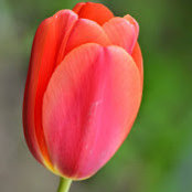 Foto de Radhika K