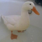 Foto von Lee Youngs