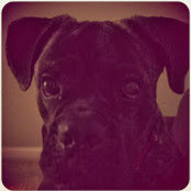 Lana Boardman's photo