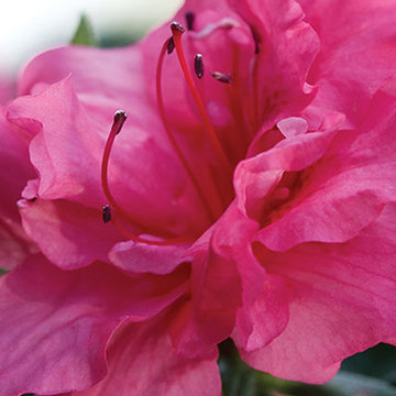 Encore Azalea Autumn Rouge™