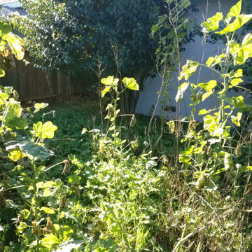 Full Yard Cleanup & Landscape Refresh