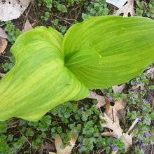 Hostas