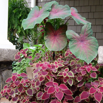Seasonal Color Summer