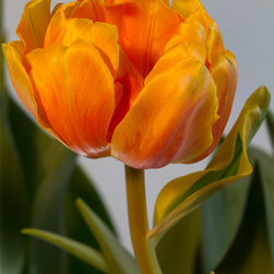 Tulip Study #2 - Fine Art Prints