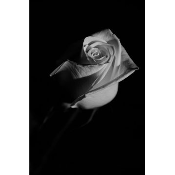 Rose on Black Nature Photography, Floral Unframed Wall Art Print, 24" X 36"