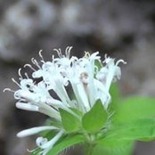 Mihaela Bordea's photo