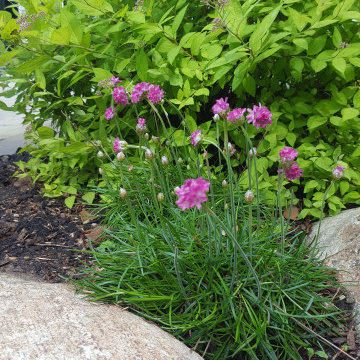 Family's First Garden