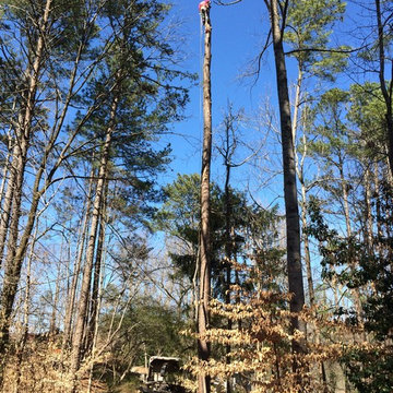 AAA Tree Experts at work