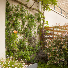 roof and garden