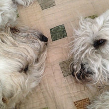 Pets esp Wheatens!