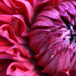 Dahlias - Home Decor