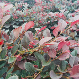 Current Featured Plants - Products