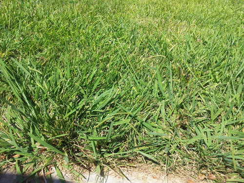 Dallisgrass! Overseed or start over? What grass type?