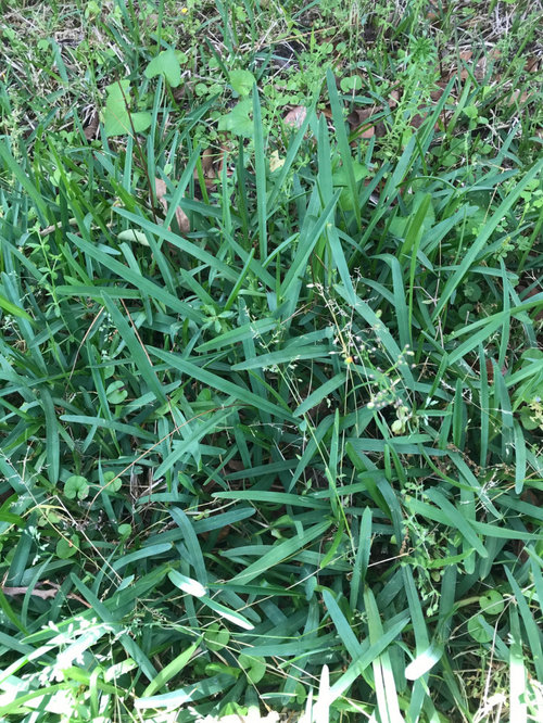Help with identifying grass types