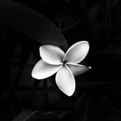 Henry Archie IV's photo