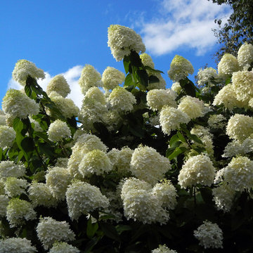 For the Love of Hydrangeas