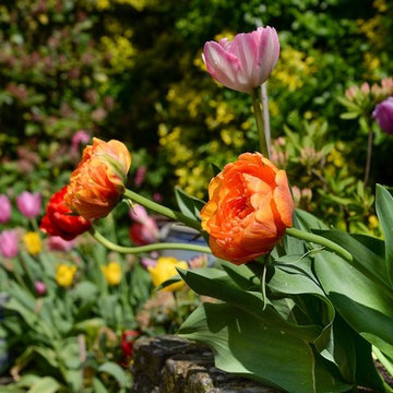 Peonies Come in A Variety of Colors