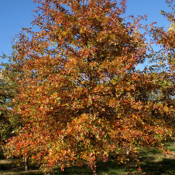 Fall Color Fun