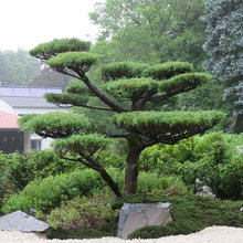 In Karlsruhe Zen Trifft Kunst Asiatisch Garten Frankfurt Am