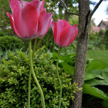 Spring shade garden