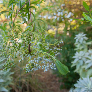 Elderberries and White Sage