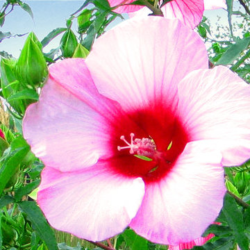 Hardy Hibiscus