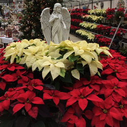 Holiday Plant Decor - Products