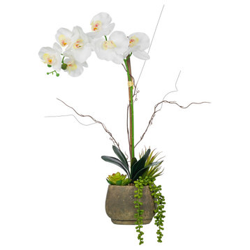 Phalaenopsis Orchid Floral Arrangement, Decorative Cement Pot
