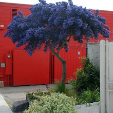 Plants