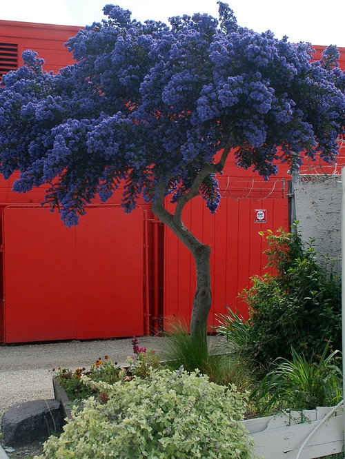 Lilacs Landscape Ideas, Designs, Remodels & Photos