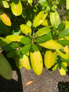 Transplanted rhododendron is very yellow! | Houzz Forum