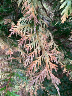 thuja vital Thuja Green Giant