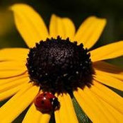 Kelly Collins Szocik's photo