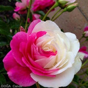 Catherine Monsell's photo