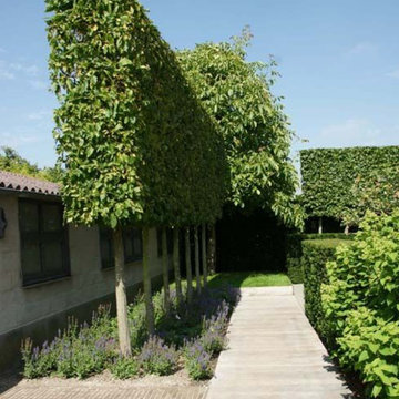 Hornbeam Hedge