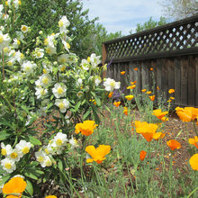 taproot garden