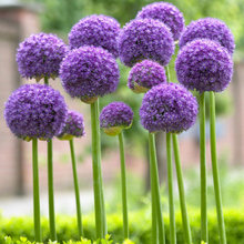 Perennials