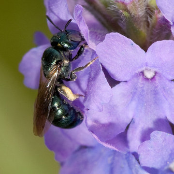Hoary Vervain