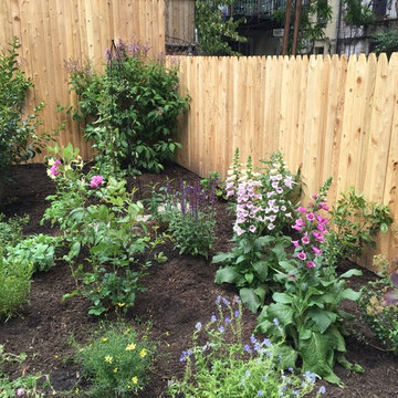 Park Slope Backyard Transformation - New Planting