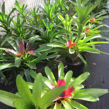 Individual Plant Photos # 1:Customer Aid (Not complete- hundreds will be here)
