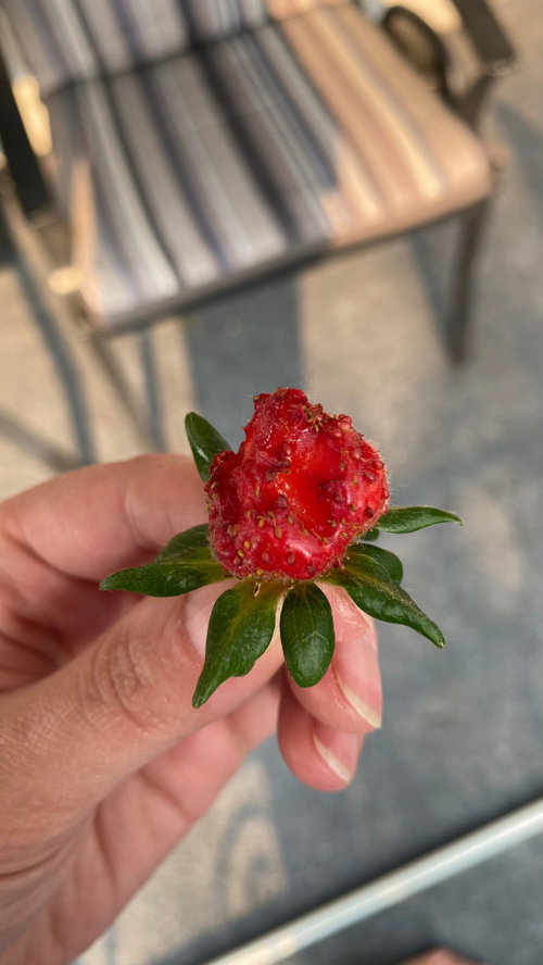 What is eating my strawberries?