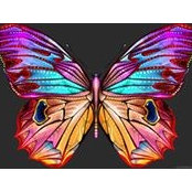 Debbie Circle's photo
