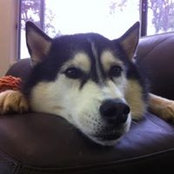 Brad Fraser's photo